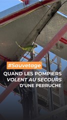 Quand les pompiers volent au secours… d’une perruche