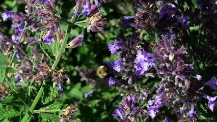 Réchaffement climatique : la chaleur menace la survie des abeilles