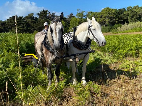 Pour ses travaux agricoles, l'île de Ré mise sur des chevaux !