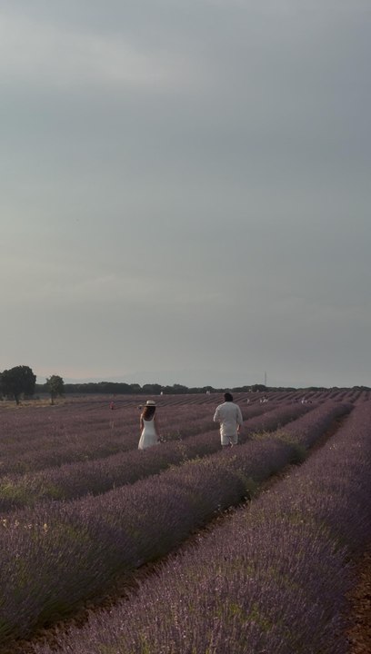 Brihuega y sus campos de lavanda son una escapada obligatoria para el mes de julio
