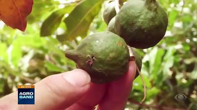 Giro Brasil: veja as principais do agro desta segunda-feira (21)