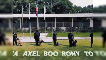 DNCD despide cinco héroes K-9 en su retiro tras siete años de servicio