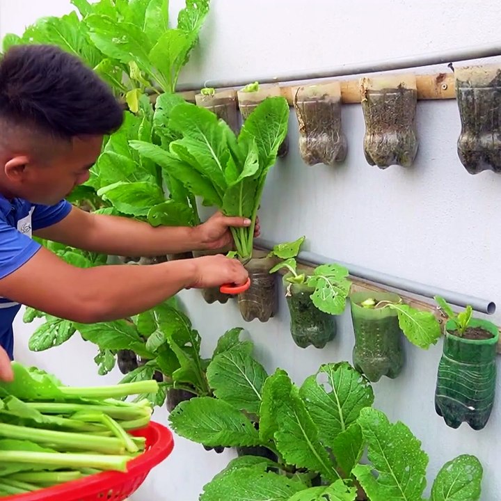 Growing Onions and Greens Without a Garden! 🌿