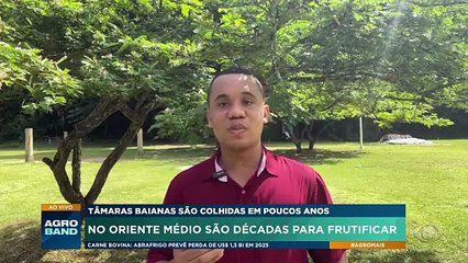 Tâmaras são colhidas em poucos anos na Bahia