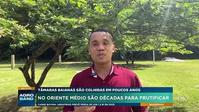 Tâmaras são colhidas em poucos anos na Bahia