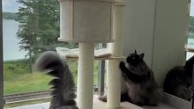 New Cat Toy? Approved by the Claw Committee! 🐾😹 #funnycats