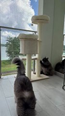 New Cat Toy? Approved by the Claw Committee! 🐾😹 #funnycats