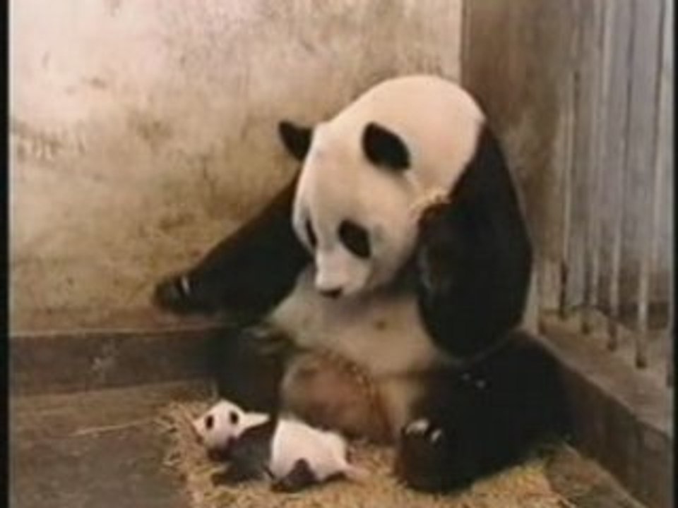 Baby Panda