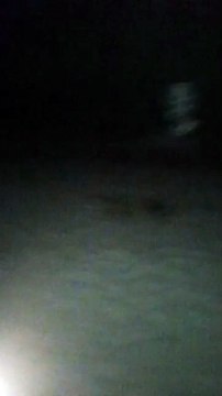 Une tortue filmée sur la plage du Barcarès (Pyrénées-Orientales)