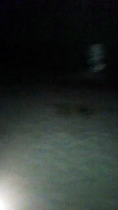 Une tortue filmée sur la plage du Barcarès (Pyrénées-Orientales)