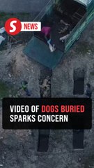 Distressing video of dogs being buried at Lahat pound sparks outrage