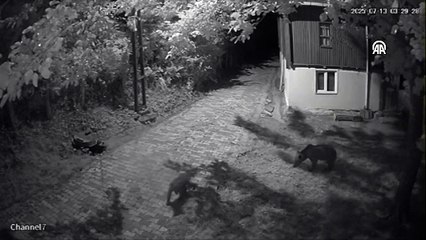 Sinop'ta aç kalan ayılar bahçeye indi