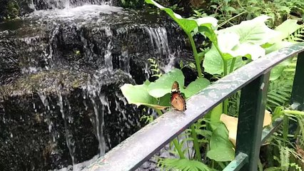 Butterfly video