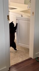 Cat Knows How to Open Cupboards and Go Inside