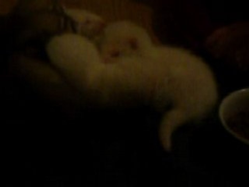 zelda et ses bébés (1 mois)