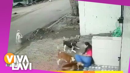 Jauría de perros atacan a estudiante