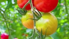 Three Tips For High Tomatoes Yield