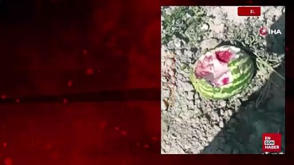 Elazığ’da yaban domuzları karpuz tarlalarına dadandı