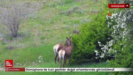 Gümüşhane’de kızıl geyikler doğal ortamlarında görüntülendi