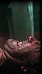 Crypto Ruined Batman’s Life