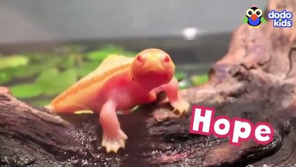 Guy Adopts ASMRA Tiny Turtle With A Hole Over Her Heart _ Animal Videos For Kids _ Dodo Kids