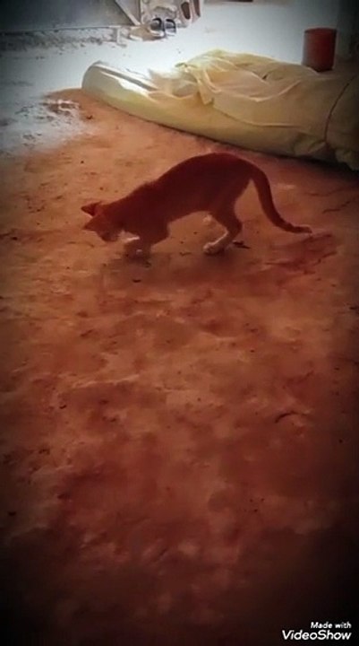 Cat vs mouse