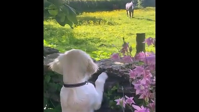 Funniest Animals 2025 😂 Best Cats & Dogs Fails Compilation!