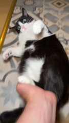 😸 This kitty’s got moves you didn’t see coming! 😂 Watch till the end — you won’t stop laughing!