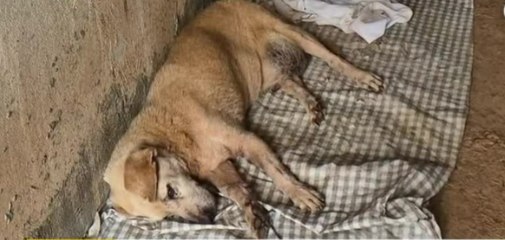 Abejas africanizadas atacan a 3 perros en La Chorrera