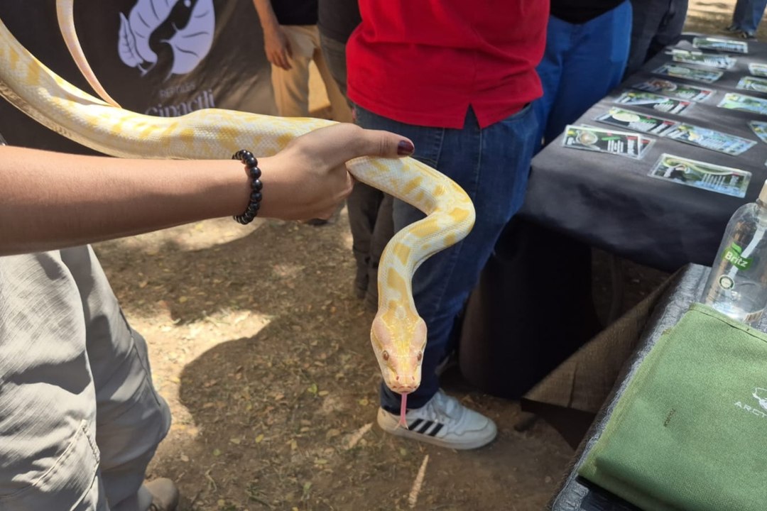 ¿Cómo diferenciar una coral real de una falsa? Esto dicen los expertos en Tabasco