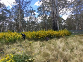 Scotch Broom gall mite social video 16x9 4K master