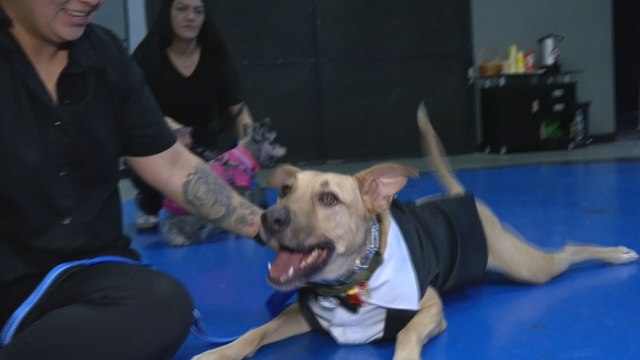 Alimentación, salud y cuidados: Lo que cuesta mantener a un perro en Panamá