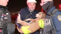 42 animales murieron en incendio en Guararí de Heredia