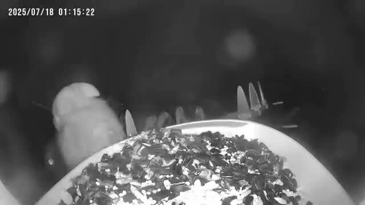 Security Camera Captures Bear Feasting on Bird Feeder