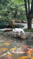 Funny Silly Cute Dog Moment🥹