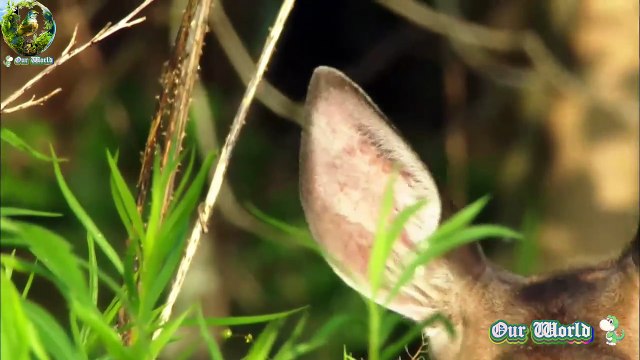 White tailed Deer - the small American Deer
