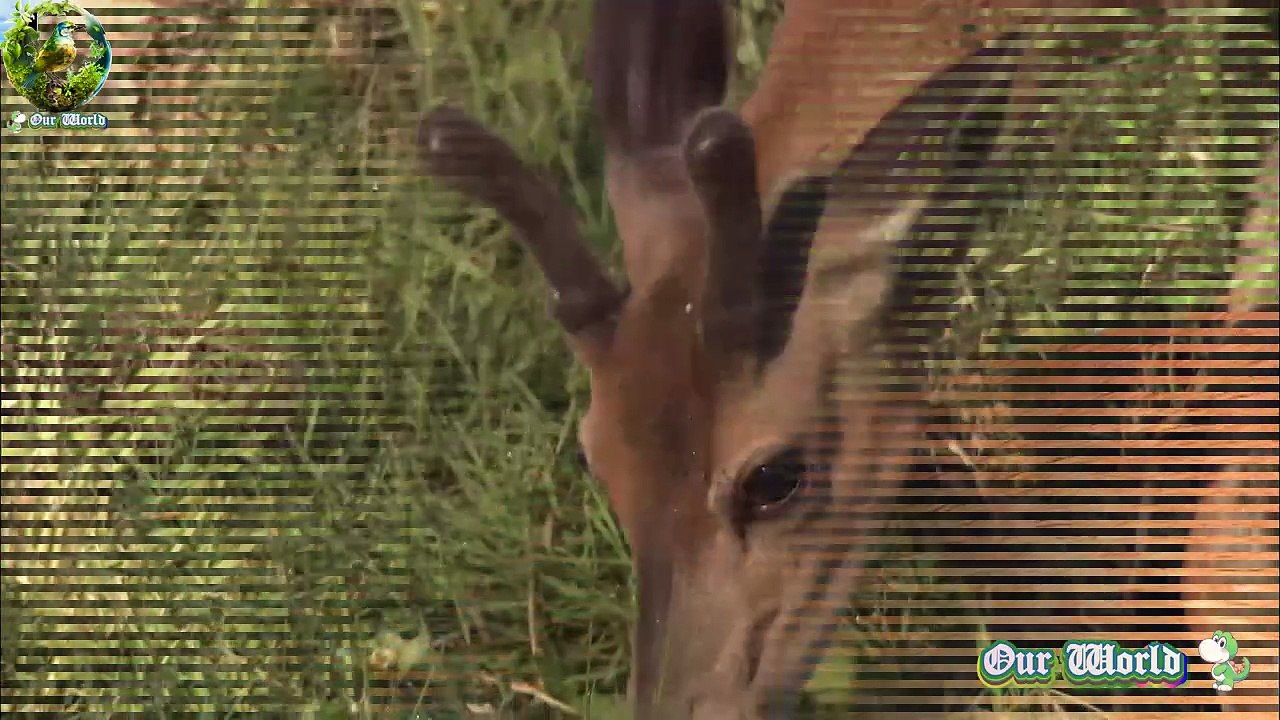 Beautiful White tailed Deer - Majestic Woodland Creatures