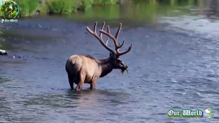 Red deer - Native Ruminant of the Northern Hemisphere