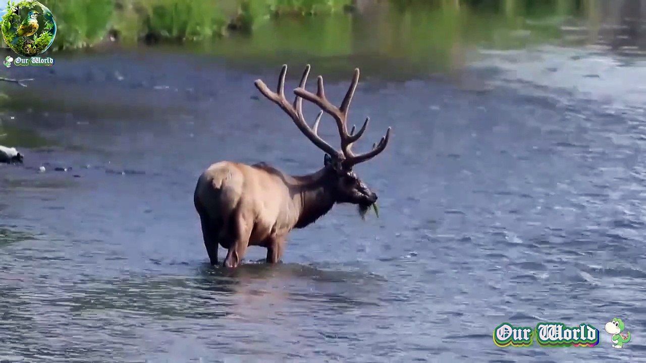 Red deer - Native Ruminant of the Northern Hemisphere