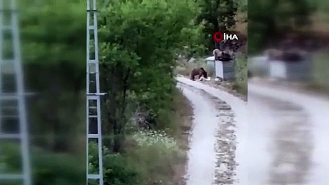 Tokat'ta köye inen ayıları Gülümseyin çekiyorum diyerek cep telefonuyla kaydetti