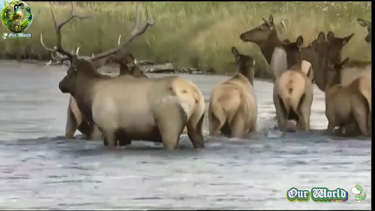 Red deer - Monarch of the Glens