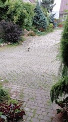 He Smelled Breakfast from a Mile Away! 🐱⏰ Morning Rush Begins! #funnycats