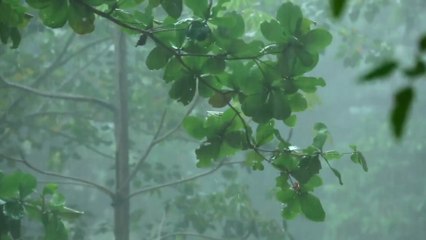 🌲 Forest Rainfall & Soft Melodies 🎼 1 Hour Deep Relaxation Music 🌧️ Meditation for Sleep & Calm 😴