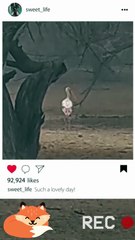 Join us in celebrating its beauty!  #PaintedStork #BirdWatching #NatureLovers #Wildlife