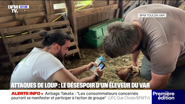 Attaque de loups : une soixantaine de brebis tuées dans une bergerie varoise