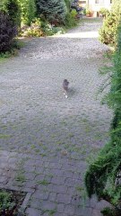 Early Bird Gets the Bowl! 🐾🍽️ The Breakfast Routine of a Sneaky Cat #funnycats