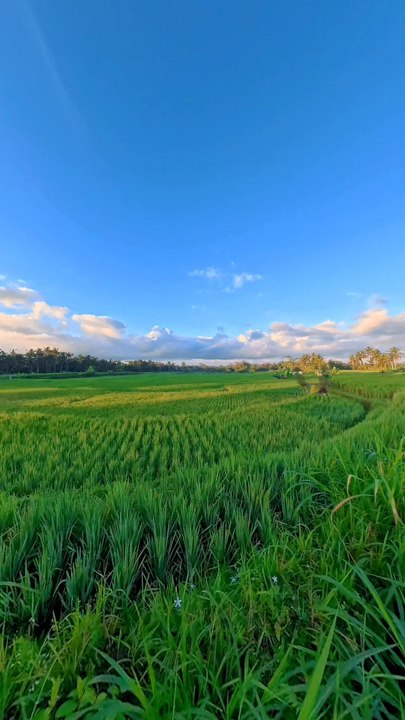 Berlari Di Alam. Kayon Run Ubud Bali 20 Juli 2025#KayonRun #RunInNature #UbudBali #TheKayonJungleResort #NgurahSuryaKusuma