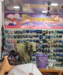 Bull in a flip-flop shop