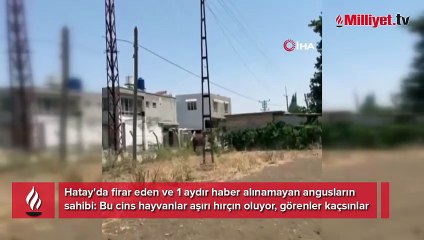Bir kent diken üstünde! 1 aydır aranıyorlar: ‘Gören olursa hemen kaçsın’