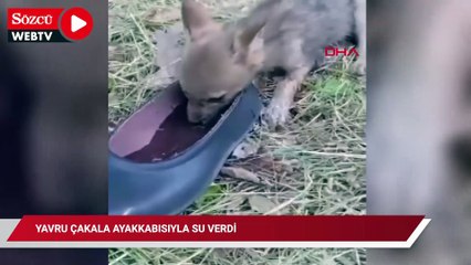 Yavru çakala ayakkabısıyla su verdi